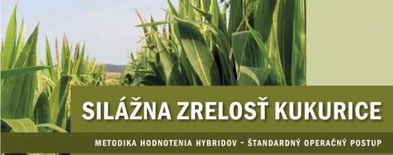 Obrázok článku: SILÁŽNA ZRELOSŤ KUKURICE